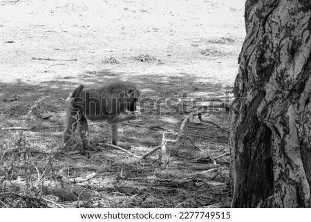 side view of baboon eating in Amboseli National Park, Kenya, black and white photography
