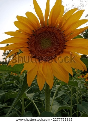 beautiful sunflower pictures images wallpaper