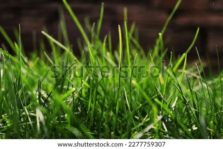 This is a very beautiful grass picture