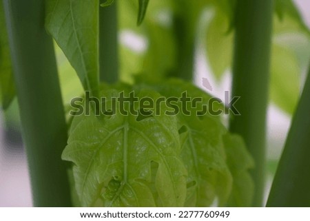 Papaya leaves are light green and Light green
