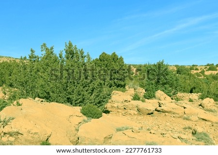 Pictures of landscapes in the Ain Touta Mountains with the onset of spring in a forested area