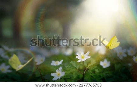 Spring Forest Glade With White Spring Flowers And Yellow Butterflies on a Sunny Day. Happy Easter Morning