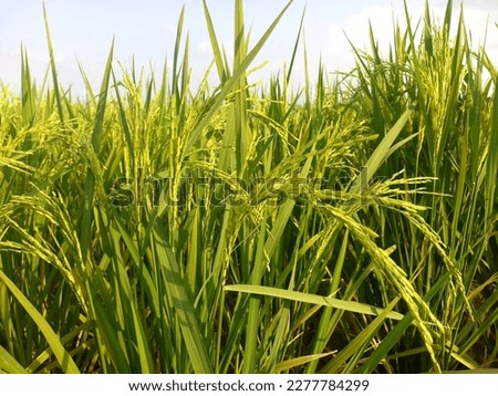 thriving rice plants planted by farmers