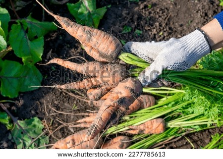 A lot of many ugly shaped and deformed carrots with twisted roots freshly digged and picked from vegetable bed. Disease because of poor soil or activity of nematodes. Royalty-Free Stock Photo #2277785613