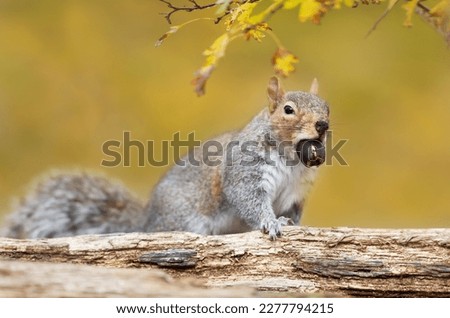 Close up of a cute grey squirrel eating an acorn in autumn, UK.