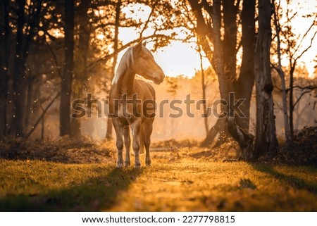 A beautiful horse stands in the sunlight
