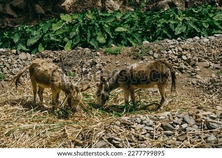 Two brown shaggy donkeys standing and chewing sugar cane leaves in Paul valley, Santo Antao island, Cape Verde in a sunny day.