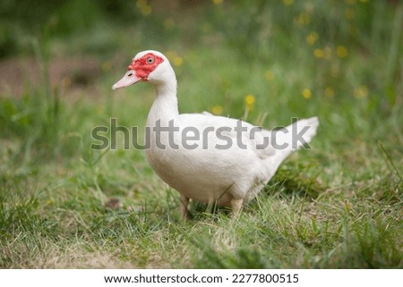 Muscovy duck in the garden in summer, looking at you