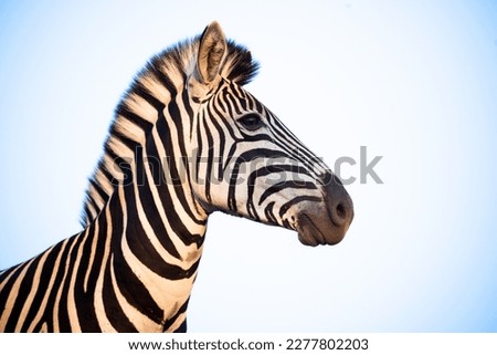 Portrait of a zebra with blue sky in South Africa Royalty-Free Stock Photo #2277802203