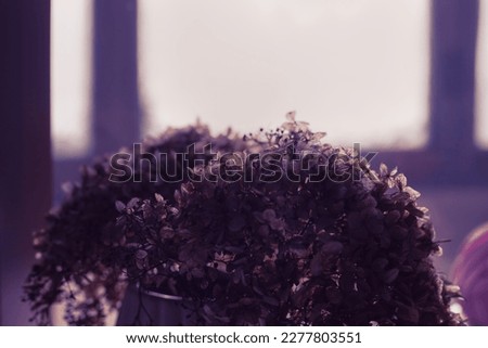 Selective focus purple dry Hydrangea .