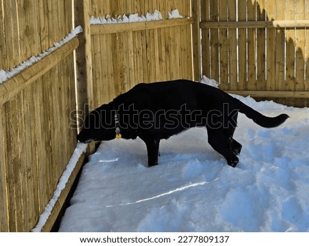 A large black lab outside enjoying a snowy lawn.