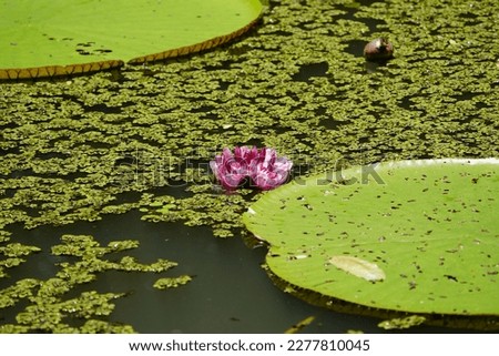 Victoria amazonica also called Victoria regia is a species of flowering plant, the second largest in the water lily family Nymphaeaceae. Amazonas, Brazil.
