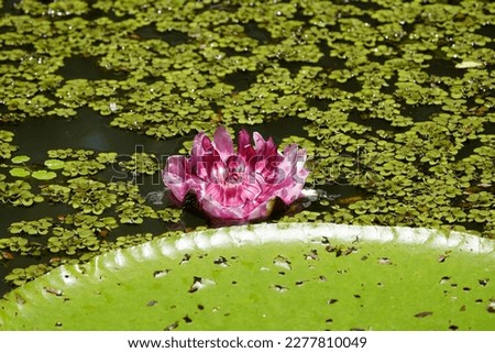 Victoria amazonica also called Victoria regia is a species of flowering plant, the second largest in the water lily family Nymphaeaceae. Amazonas, Brazil.