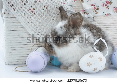 Fluffy rabbit in a basket with easter eggs isolated on white. Easter Bunnies.