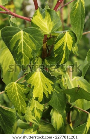Hedera colchica Sulphur Heart, ivy, evergreen leaves with yellow Royalty-Free Stock Photo #2277811201
