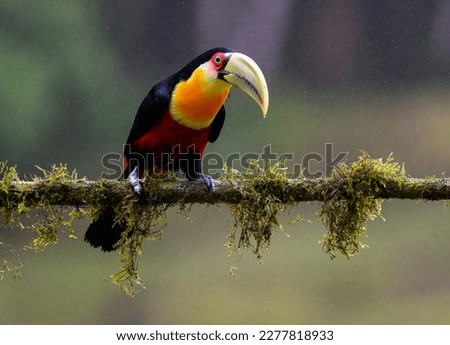 Red-breasted Toucan portrait on  mossy stick on rainy day against dark background
