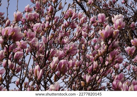 Close-up of blooming purple magnolia bush
