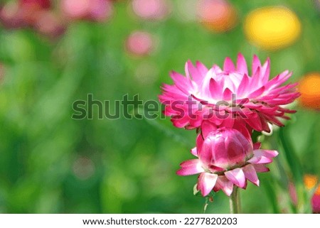 Beautiful red flowers on green blurred background. Natural view. Wildflowers at dawn. Flowers blossoming in the garden