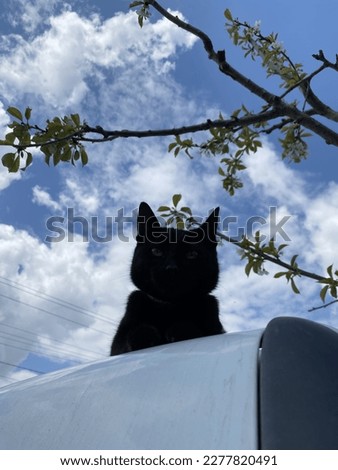Black cat on the background of the sky.  Funny photo of a cat.  A flower on the head.  Animalcule.