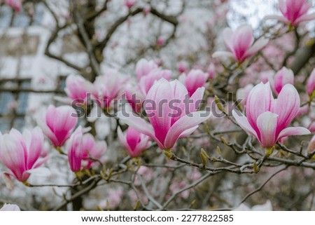 The magnolia flower, in full bloom in March and April, is the best flower and the signal of spring.