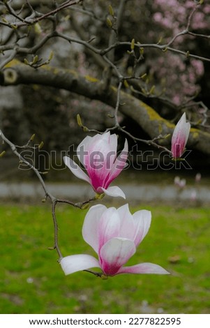 The magnolia flower, in full bloom in March and April, is the best flower and the signal of spring.