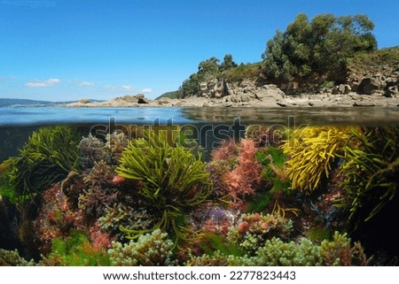 Seaweeds underwater and the coastline, Atlantic ocean, Spain, Galicia, split level view over and under water surface Royalty-Free Stock Photo #2277823443
