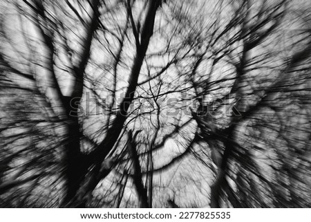 Scary tree branches spooky Halloween forest creepy black trunks against pale sky clouds in haunted wood background abstract mysterious texture in black and white.