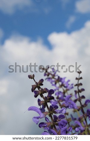 Beautiful nature, sky, flowers. I like to take pictures. 