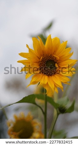 A beautiful Picture of sunflower