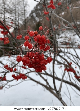 red berry hawthorn winter snow nature switzerland 