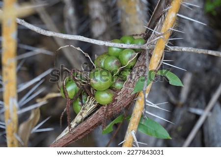 Astrocaryum gynacanthum fuits growing on a spiny palm bush in the Amazon rainforest. The fruits are edible, tasty and very healthy when ripe. Near the village Solimoes Arapiuns, Brazil.