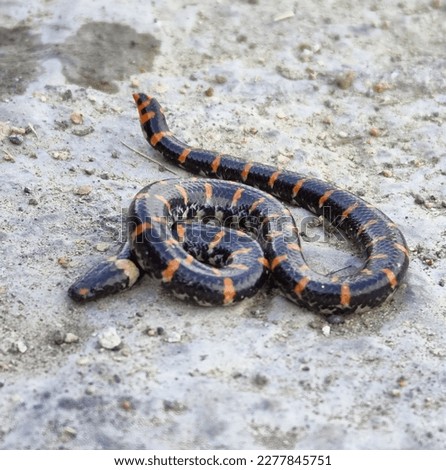 Young Mud Snake Cubs, The mud snake (Farancia abacura) is a species of nonvenomous, semiaquatic, colubrid snake endemic to the southeastern United States.