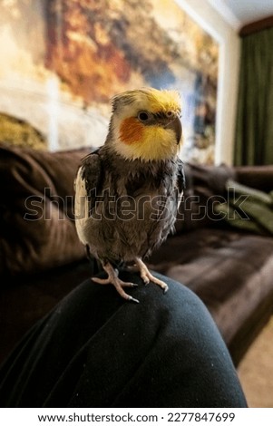 A cockatiel relaxes on a human knee after a hearty and refreshing shower
