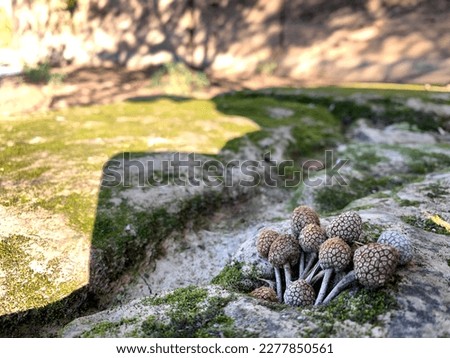 Mushrooms found on a rock in the wild