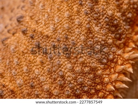 Bearded Dragon Scales Close Up