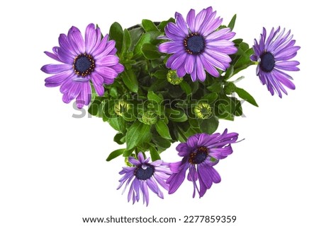African daisy flowers isolated on white background