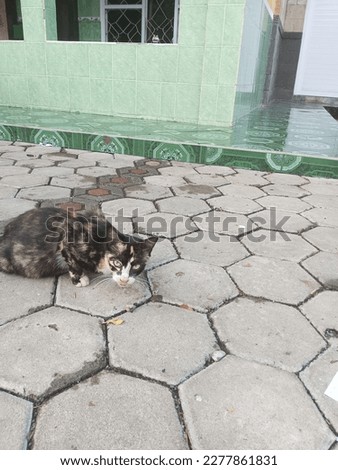 a black cat is eating in the front yard of the mosque