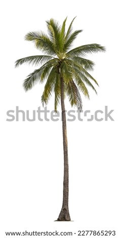 Tropical coconut plant bush shrub green tree  on isolated on white background with clipping path.