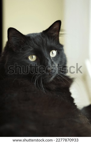 Black male house cat laying on window sill basking in the sun scoping the wildlife outside 
