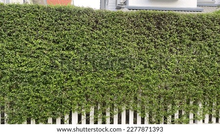 tree fence, natural fence, green fence Royalty-Free Stock Photo #2277871393
