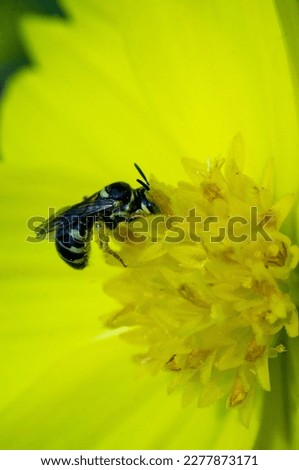 a bee sucking nectar from a yellow cosmos flower