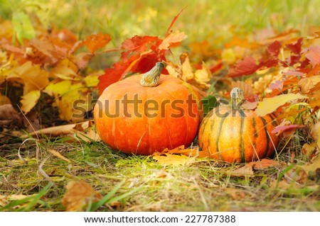 Two fresh pumpkin harvest. Are among the colorful autumn foliage