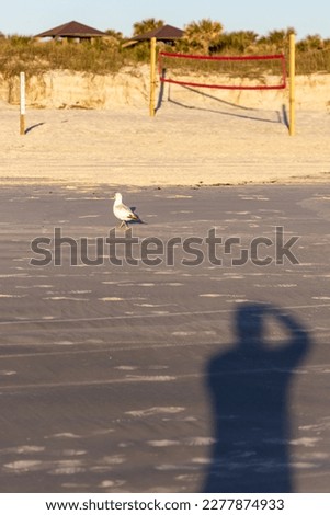 Photographer taking a photo of a bird on the beach