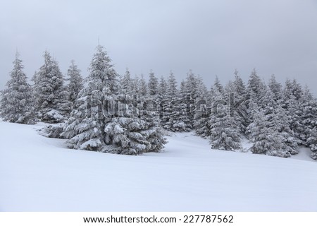 Landscape winter forest in foggy day. Trees standing one after another covered with white snow. New Year and Christmas concept with snowy background. 