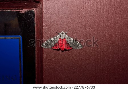 Pictured Tiger Moth, Arachnis picta, showing red wings, on a door frame in Jerome, Arizona.