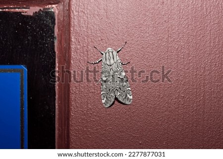 Pictured Tiger Moth, Arachnis picta, showing red, on a door frame in Jerome, Arizona.