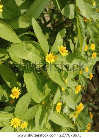 Defocused melampodium flower or mini sunflower for background and wallpaper