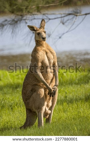 A male kangaroo, called a Boomer, flexing his muscles in an upright position