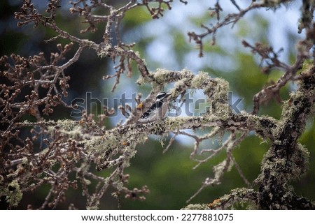 Downy woodpecker in oak tree, March in California