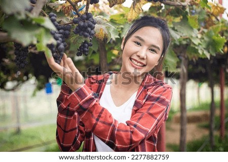 Beautiful farmer checks the quality of Syrah or Shiraz grapes in local farm. Happy young asia woman working at wine farm. Agriculture grape farm Royalty-Free Stock Photo #2277882759